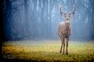 Deer in the Mist