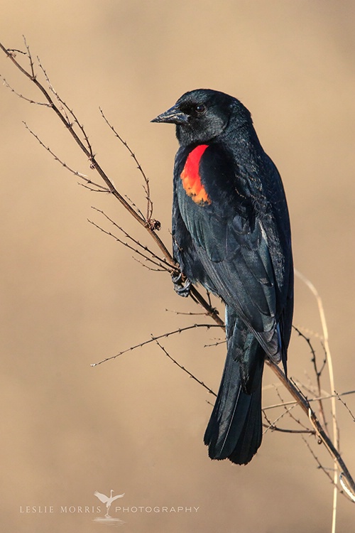 Red-winged Blackbird - ID: 13722484 © Leslie J. Morris