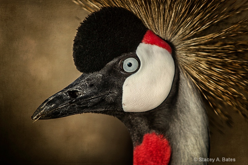 Crowned Crane