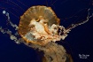 Jelly