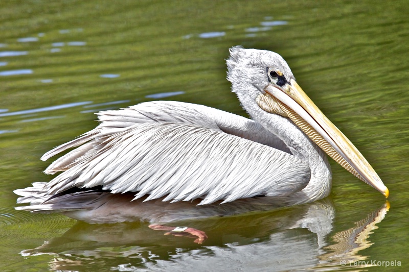 Pink-backed Pelican  - ID: 13724214 © Terry Korpela