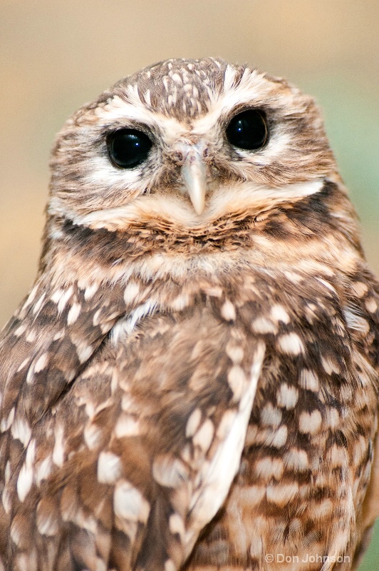 National Zoo Burrowing Owl