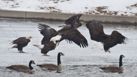 Eagles at Lake Manawa