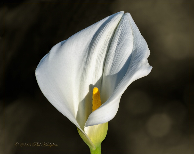 Calla Lily