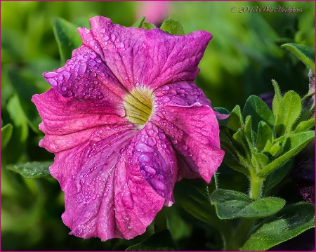 Struggling Petunia