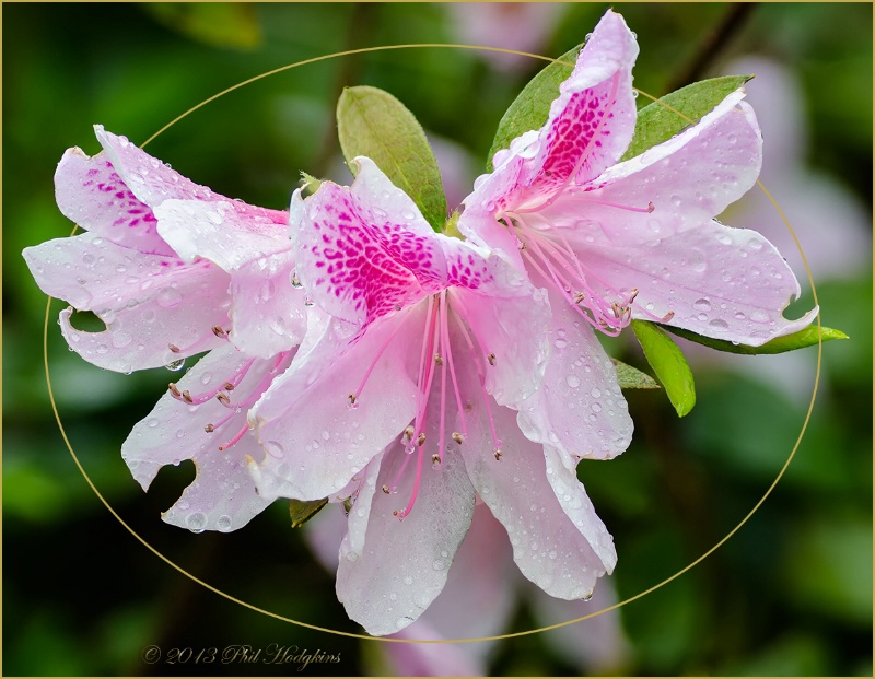 Azaleas