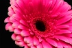 Pink Gerbera