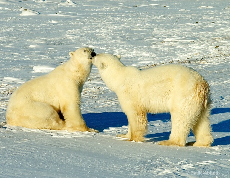 Polar Bear Love Story. - ID: 13724404 © Emile Abbott