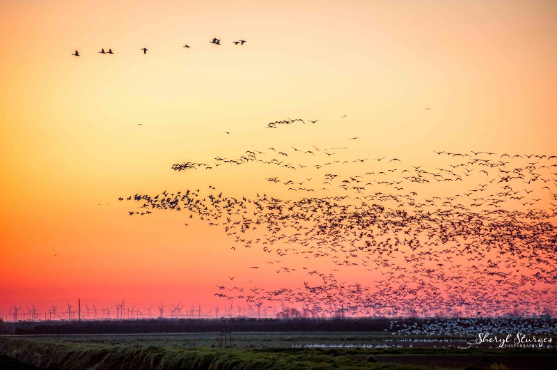 Sunset Migration