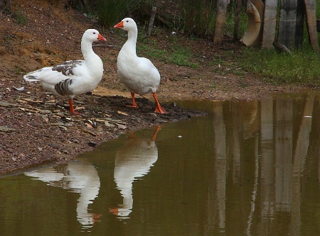 Pilgrims