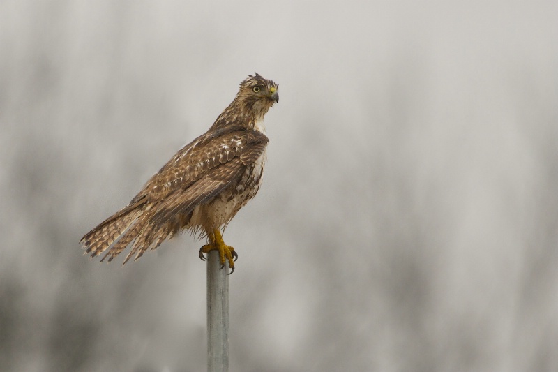 Wet Hawk in the Rain - ID: 13725397 © Kitty R. Kono