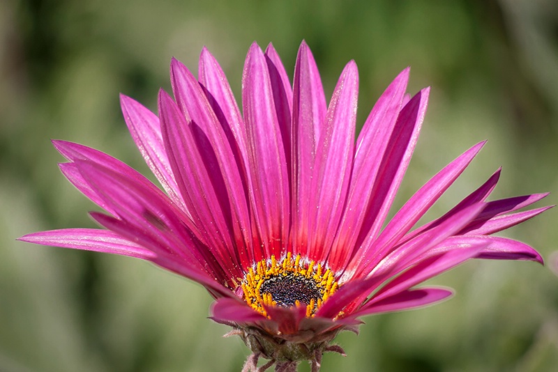 Shallow Depth of Field