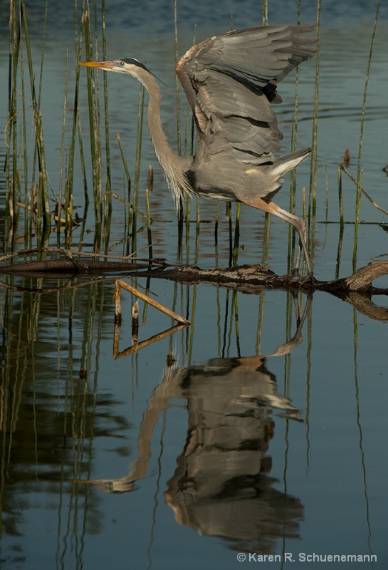 Heron in Reflection