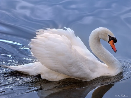 Swan Portrait 2