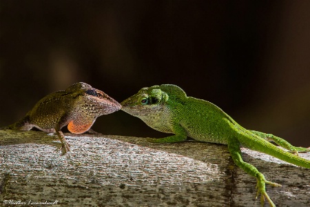 First Kiss