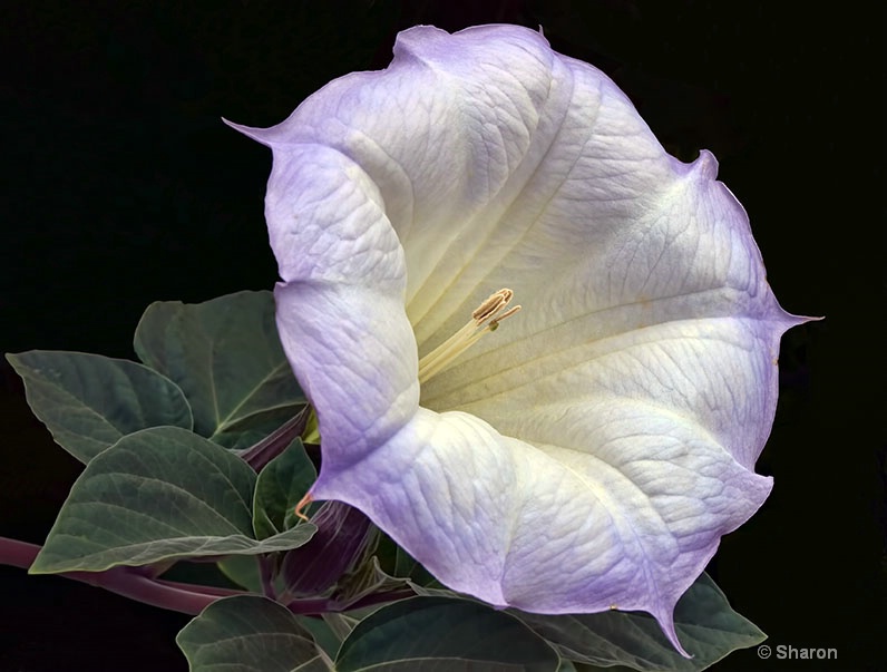 Moon Flower