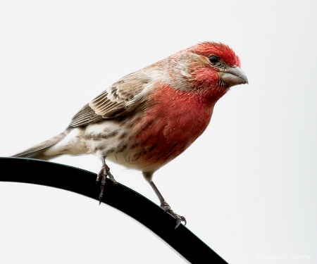 Purple Finch