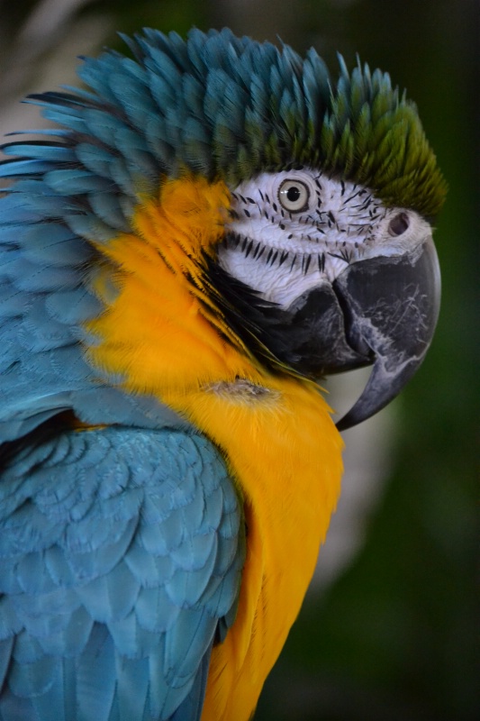        Blue & Yellow Parrot