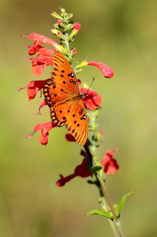 Gulf Fritillary Butterfly On A Cardinal Flower