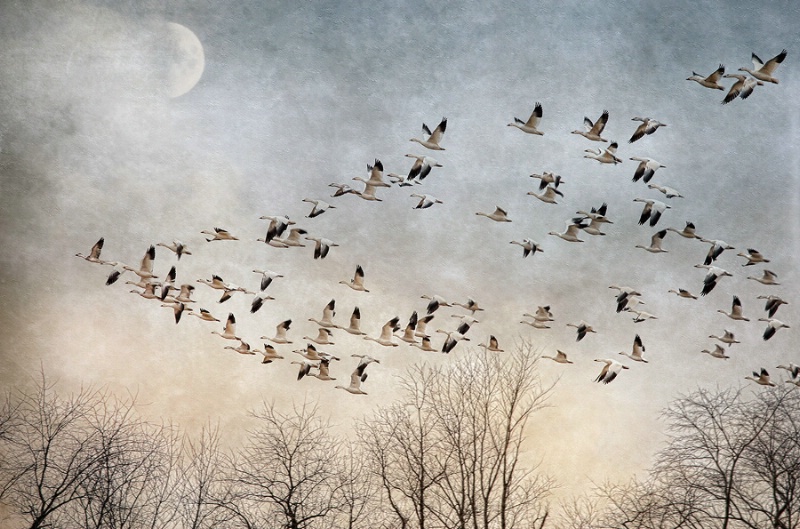 Flight Of The Snow Geese 