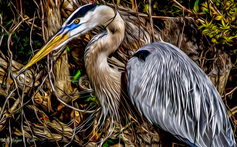 Painted Heron