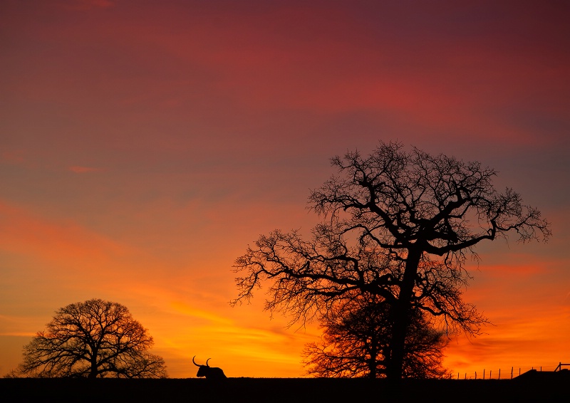 Dawn On The Ranch