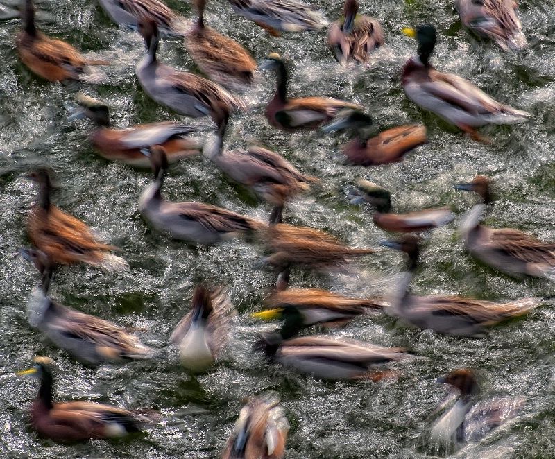 feeding-frenzy