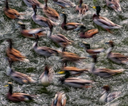 feeding-frenzy