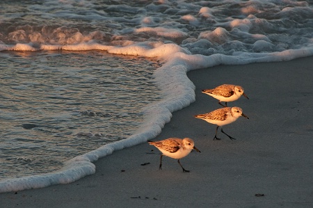 Sanderlings at Sunset