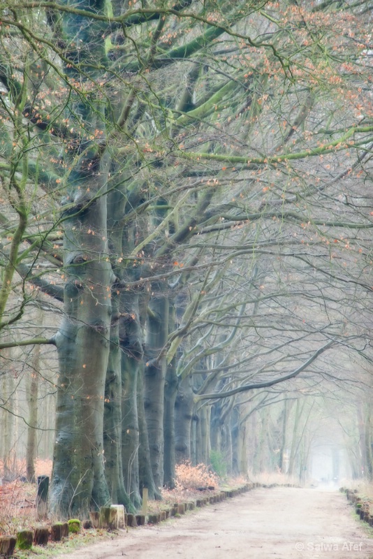 Foggy Path