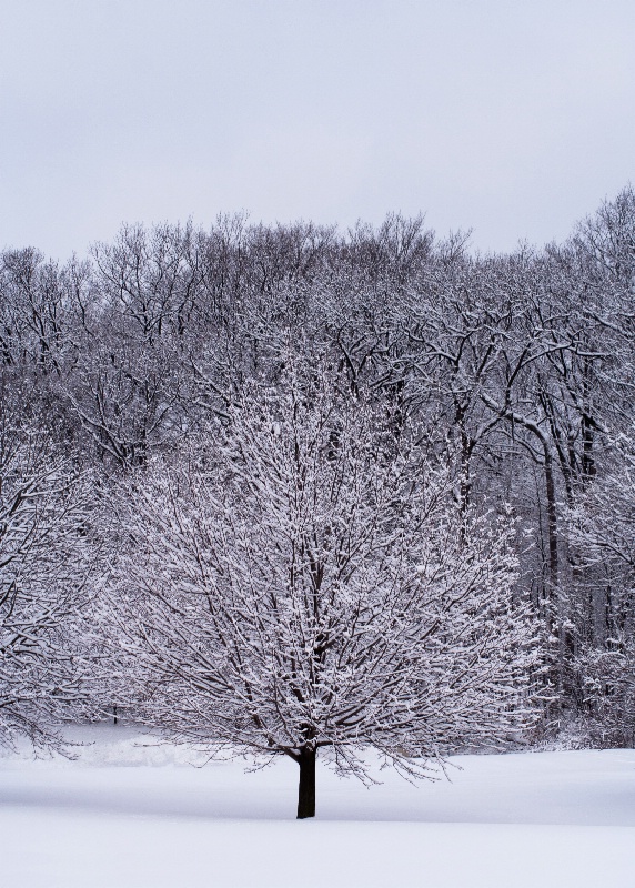 Morning After a Snowfall