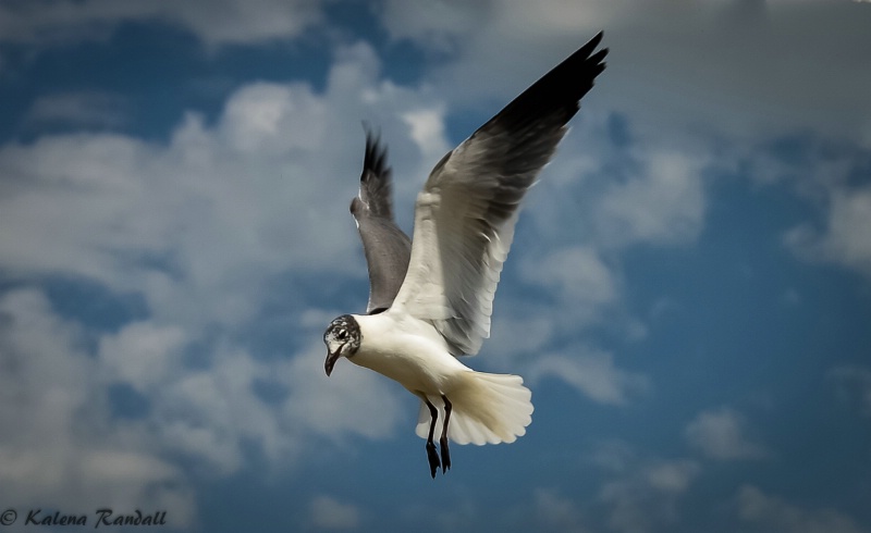 Sea Gull