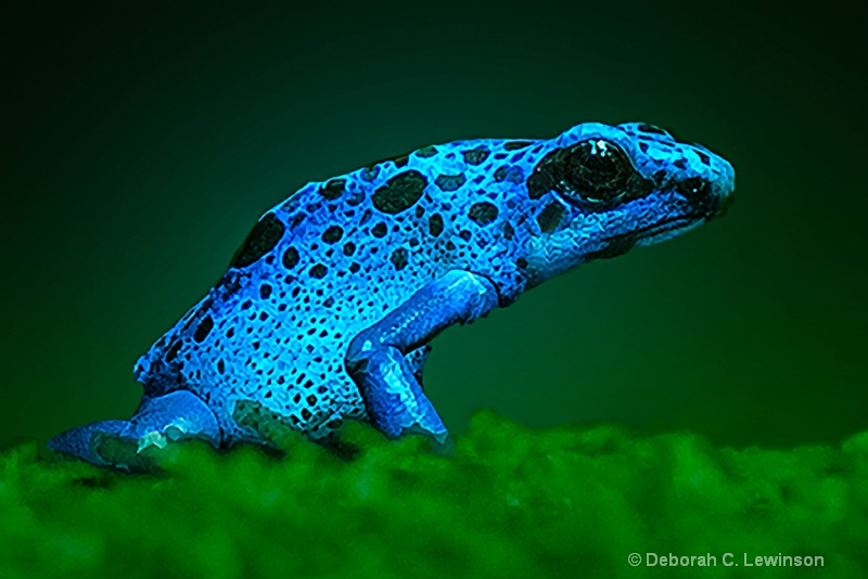 Poison Dart Frog - ID: 13729279 © Deborah C. Lewinson