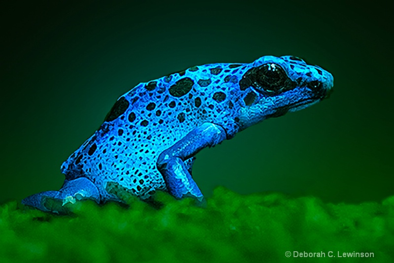 Poison Dart Frog