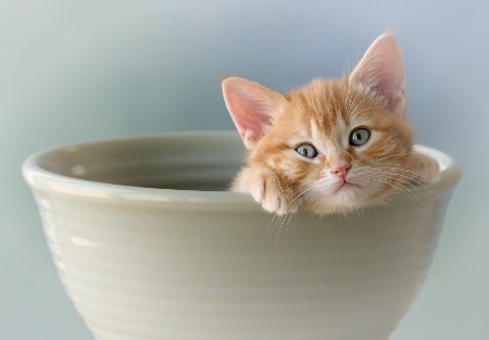 Kitten In A Bowl