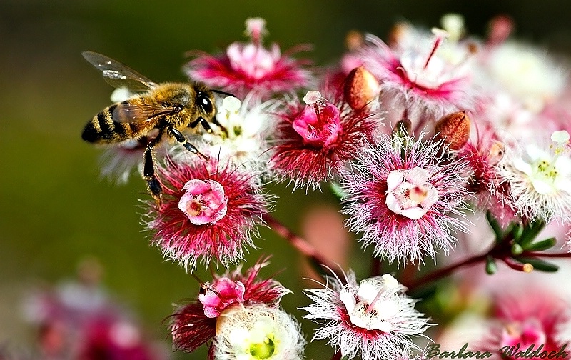 Bee on Verticordia