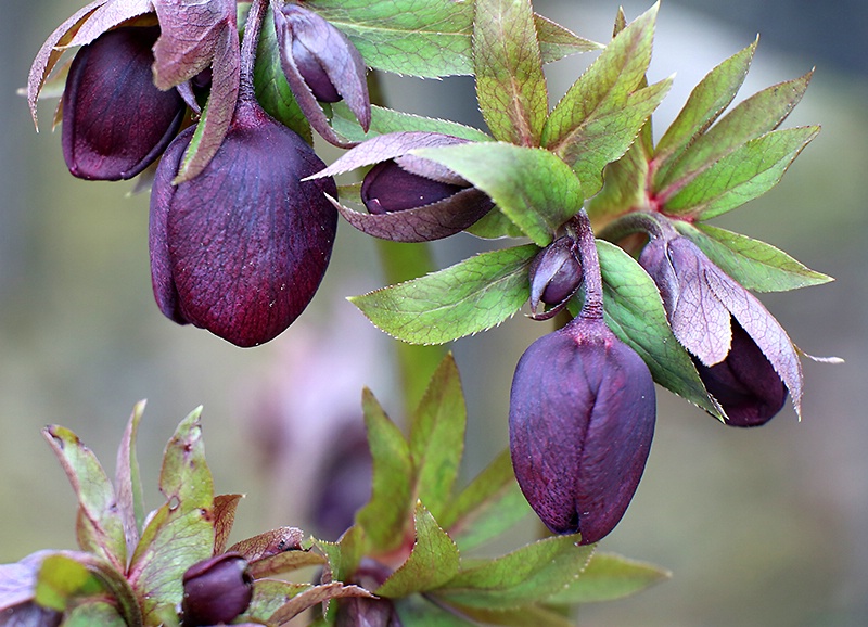 Purple Lenten Rose Buds