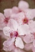 Spring Cherry Blo...