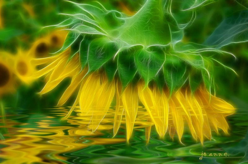 Sunflower Fantasy!