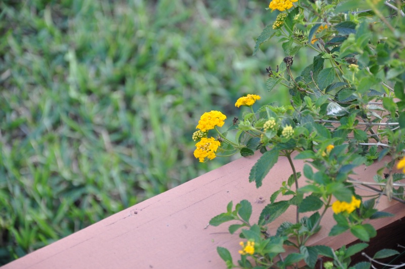 flower- "depth-of-field"