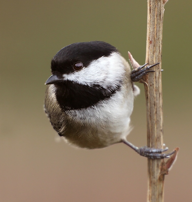Another Black-capped Chickadee