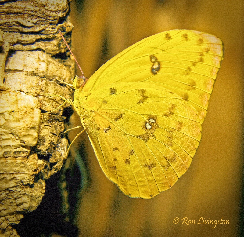 Golden Yellow
