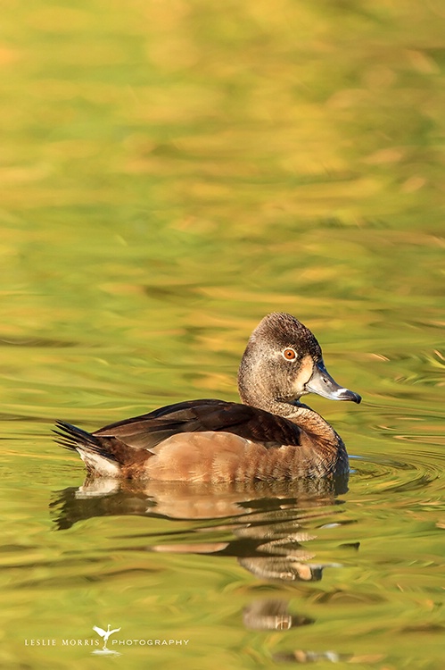 Ring Necked Duck Female - ID: 13732566 © Leslie J. Morris