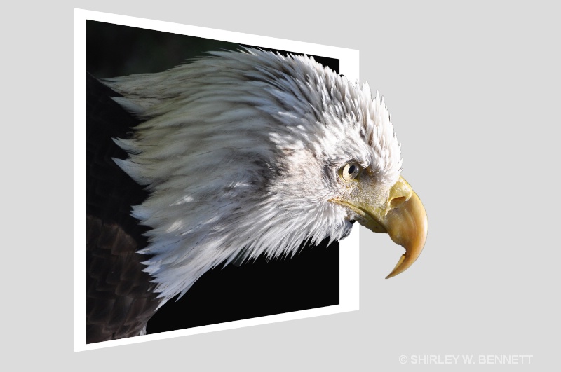 BALD EAGLE - ID: 13732653 © SHIRLEY MARGUERITE W. BENNETT