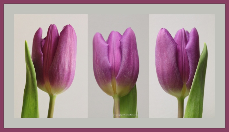 Three Lovely Tulips - ID: 13732743 © Theresa Marie Jones
