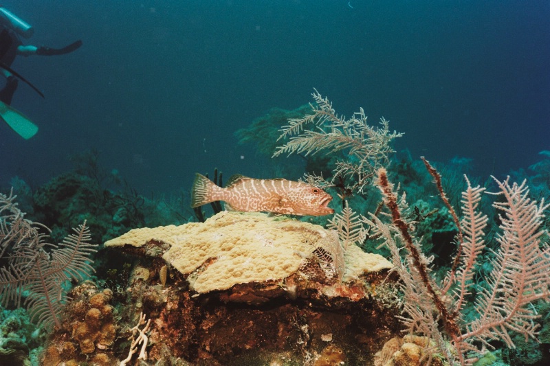 Grouper at 'Cleaning Station'