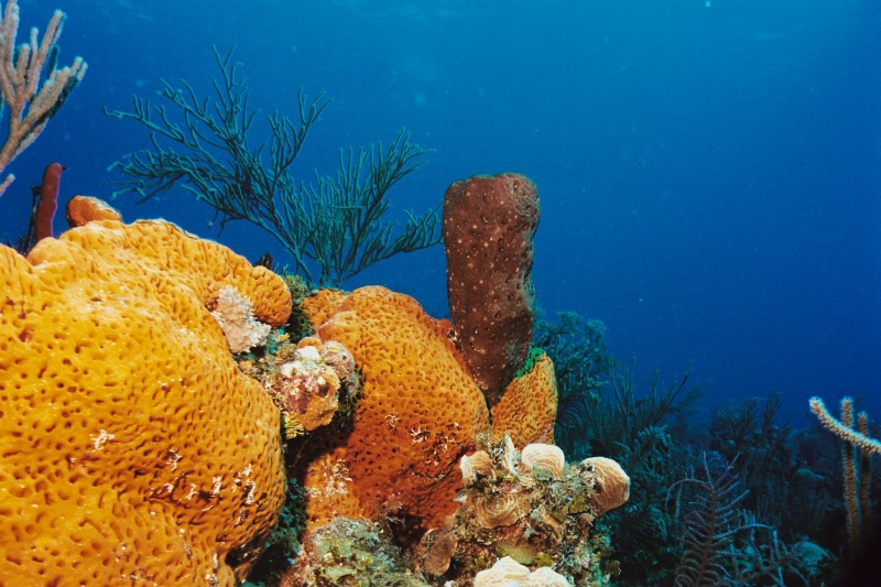 Sponges and Soft Corals