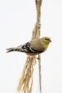 Yellow Finch