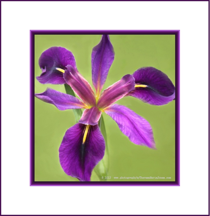 Framed Iris - ID: 13733007 © Theresa Marie Jones