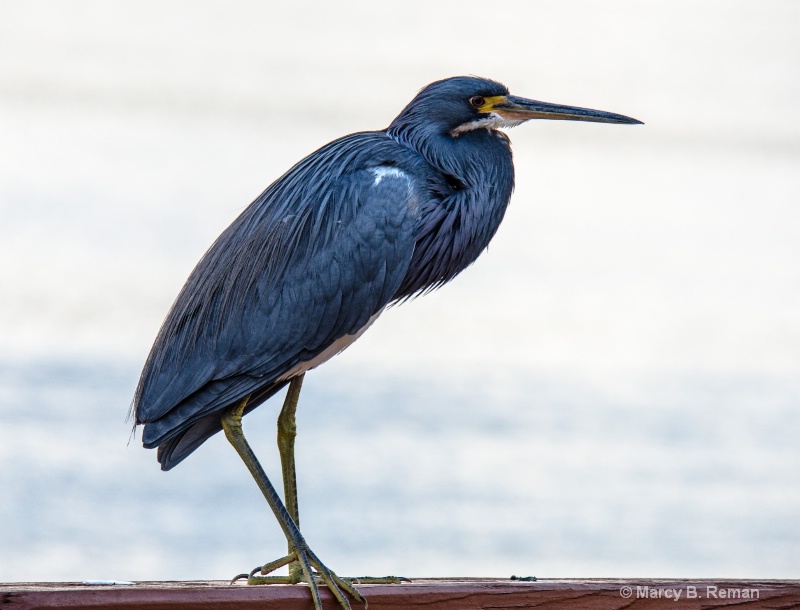 bird lookout